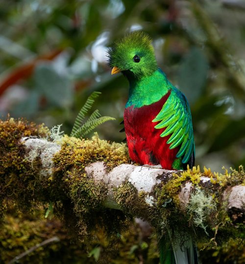 Quetzal #1