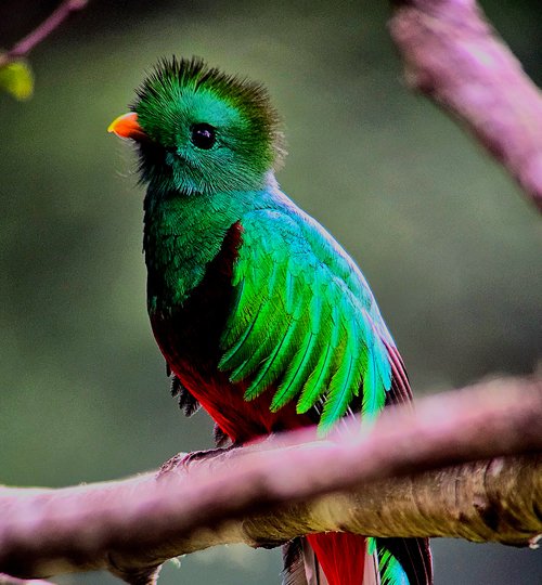 Quetzal #2