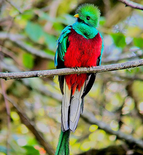 Quetzal #3