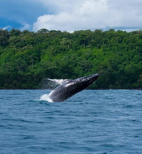 Tour Ballenas #2